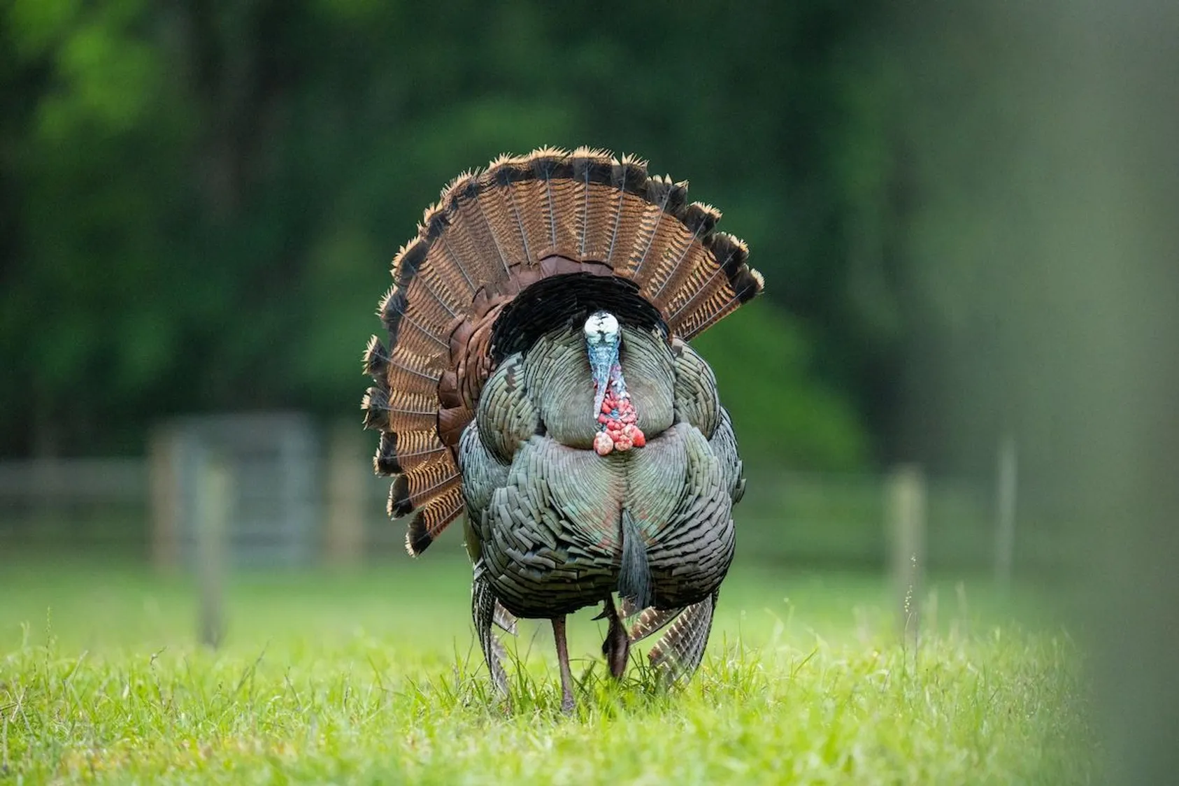 Your Spring Turkey Hunting Gear Checklist
